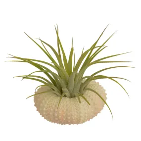 Sea Urchin Holder   Tillandsia